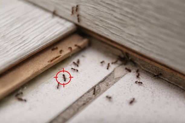 Best Wildlife Control Services  in Seeley Lake, MT