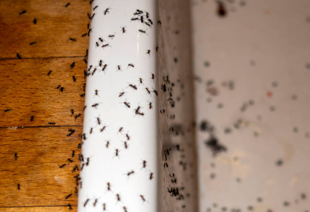 Best Best Pest Control Companies  in Seeley Lake, MT