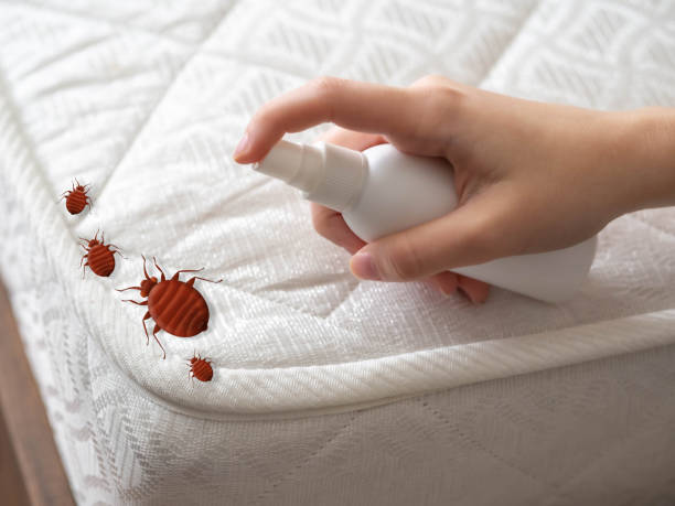 Trusted Seeley Lake, MT Pest Control Experts