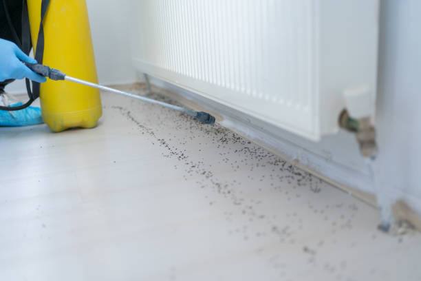 Best Rat Extermination Near Me  in Seeley Lake, MT