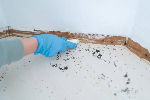Best Pest Inspection Near Me  in Seeley Lake, MT